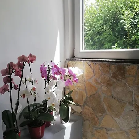 Apartment Danci